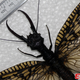 Illustration for article titled World's Largest Aquatic Insect Found In China